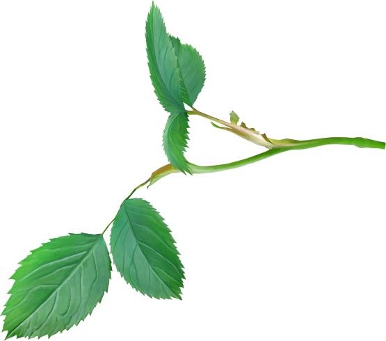 Leaves4