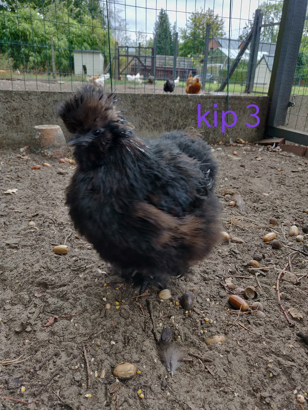 IMG_20190923_144010__01