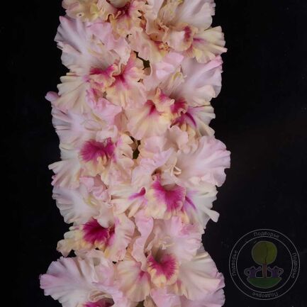 прекрасное далеко