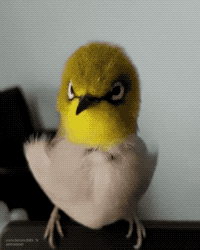 https://i.postimg.cc/NMDNxm3R/7.gif
