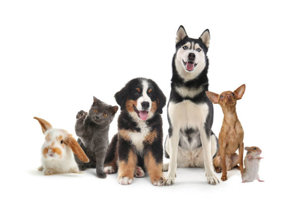 pet care in home