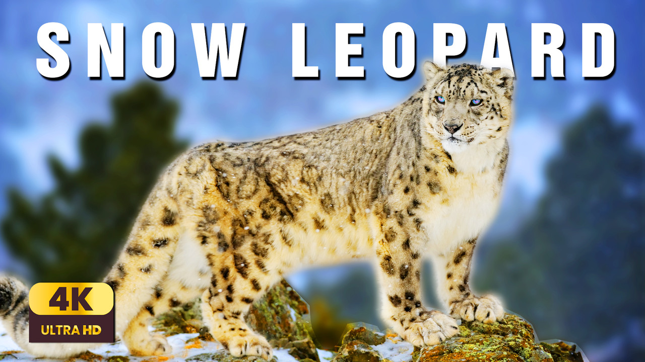 Rhythm of the Wild: Snow Leopard – The Ghost of the Mountains