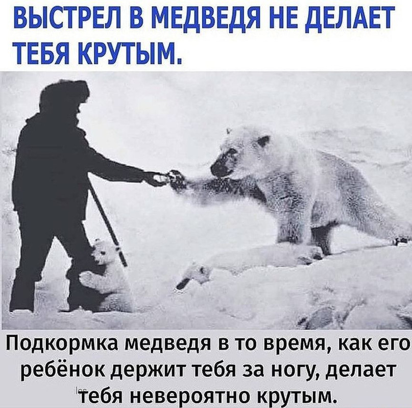 Белая медведица