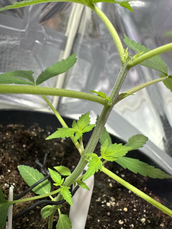 60FCA83A-AF15-42B5-AEA4-23CCBA50FDB9