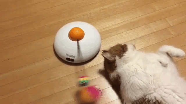 ganmo-doesnt-care-about-toy.gif