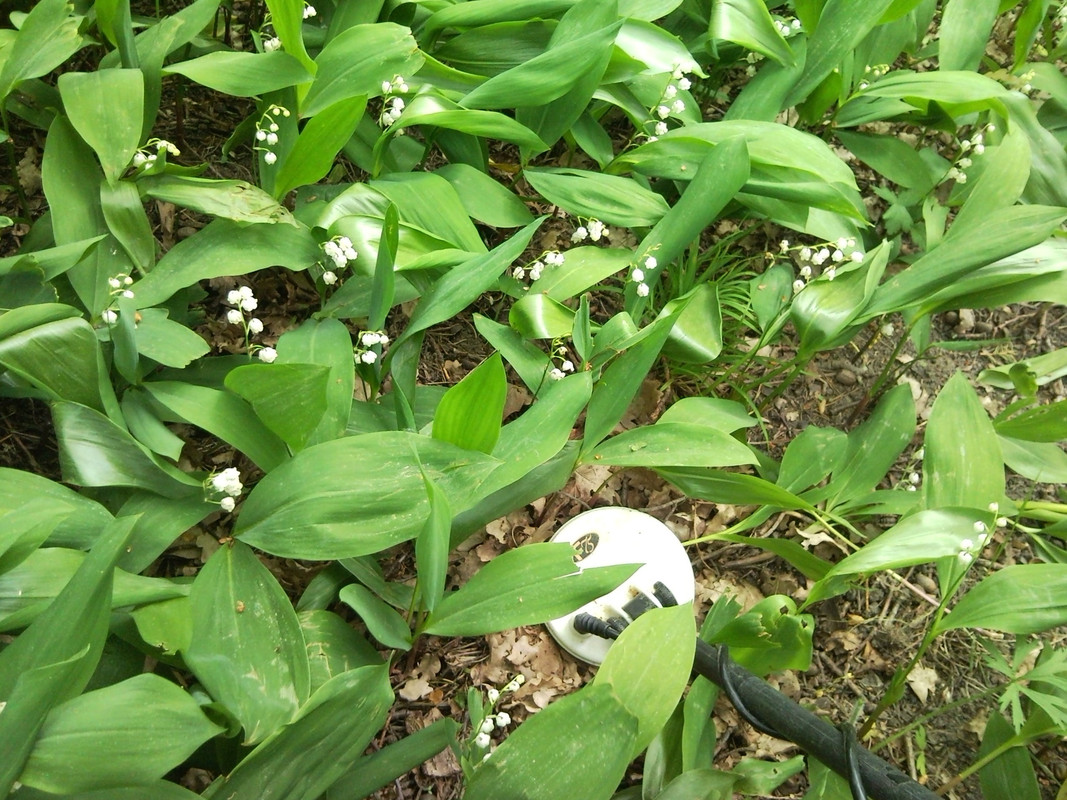 2015-06-07 @13-00-14 - F75 ja kieloja, metsäpelt