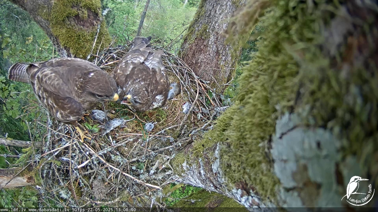 Melnās klijas (Milvus migrans) Kurzemē_ peļu klijāni (Buteo buteo) 12-25-50 screenshot