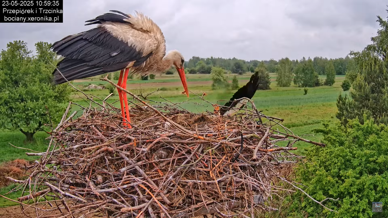 23052025bociany16