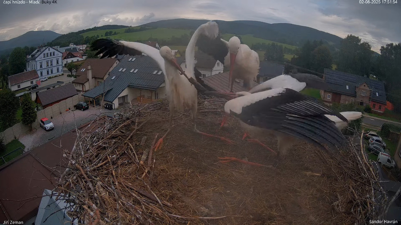 Tiešraides kamera — Mladé Buky — stārķa ligzda 4K 13-34-49 screenshot