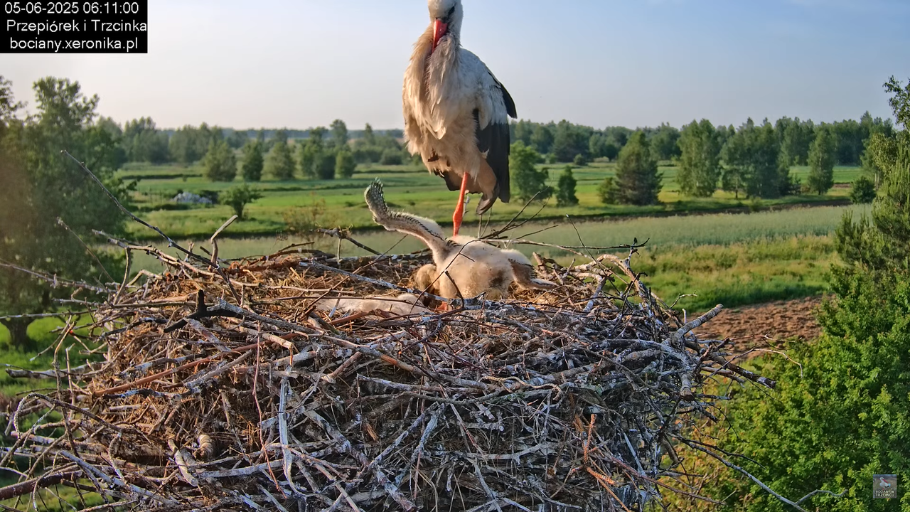 05062025bociany14