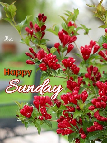 SUNDAY-dimanche-1