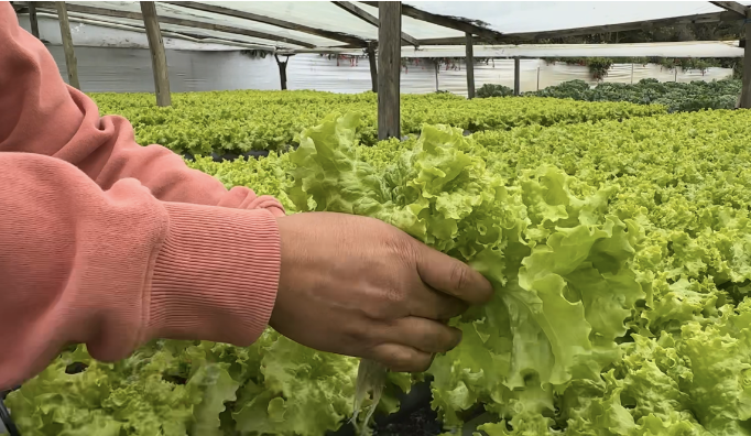 Nutrientes en agricultura