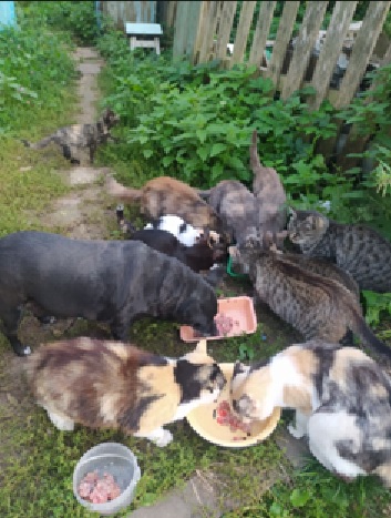 письмо беляновой3