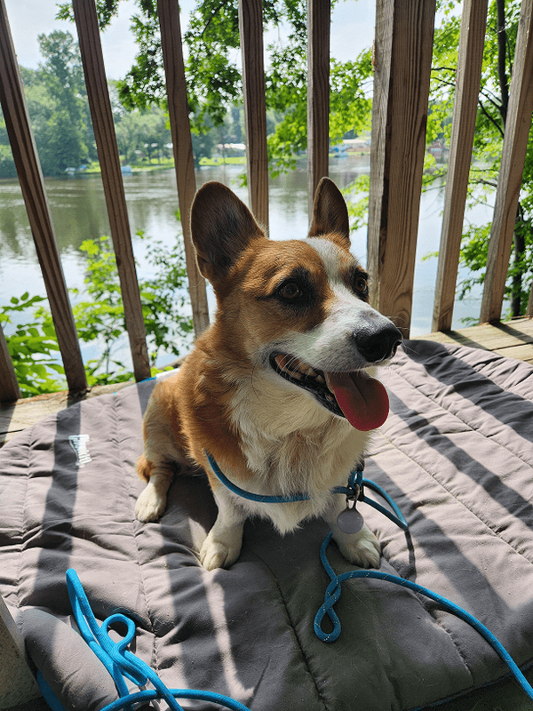 Duncan the corgi sitting sweetly on the deck in front of the river