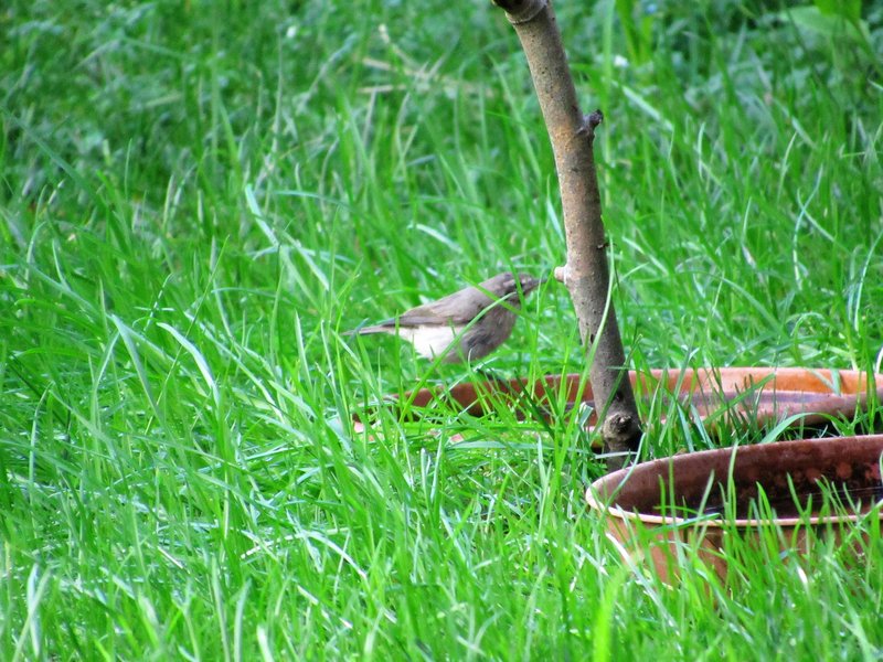 ID Phylloscopus I IMG-2711-A