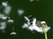 [Image: Doi_Nguoi_Nhu_Doi_Hoa.jpg]