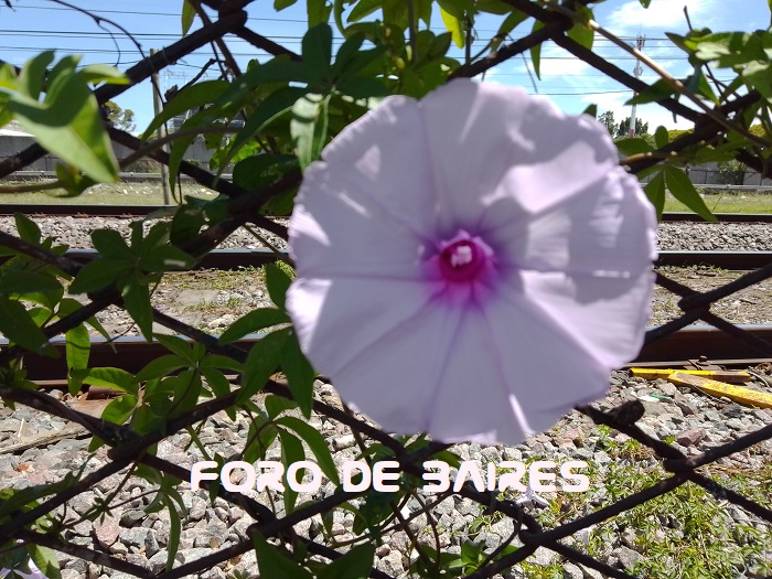 fotoflorgloriadelama-ana3