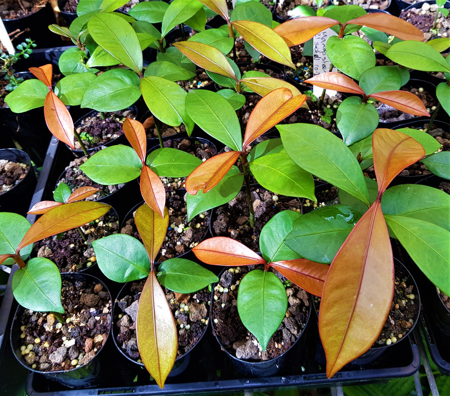 Mangosteen seedlings Feb 18