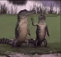 beylligator.gif