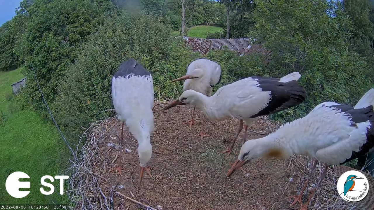 Baltie stārķi (Ciconia ciconia) Tukuma novadā - LDF tiešraide __ White storks in Tukums, Latvia 12-1