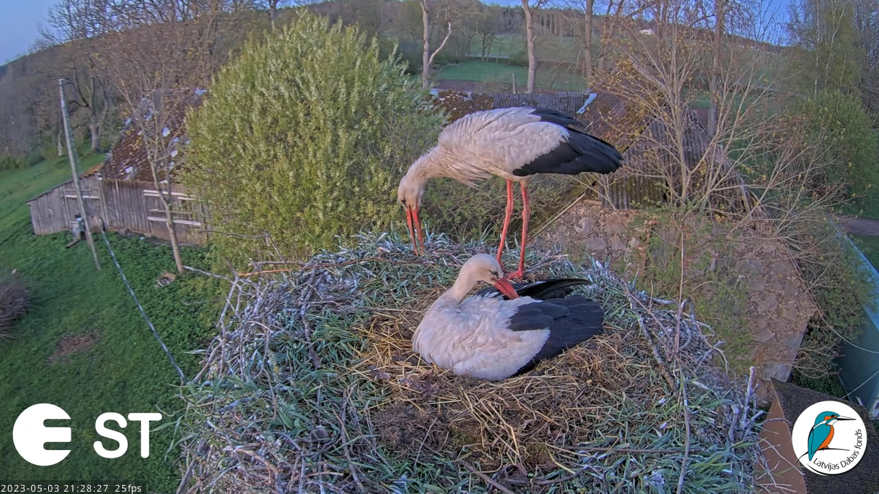 Baltie stārķi (Ciconia ciconia) Tukuma novadā - LDF tiešraide __ White storks in Tukums, Latvia 12-5