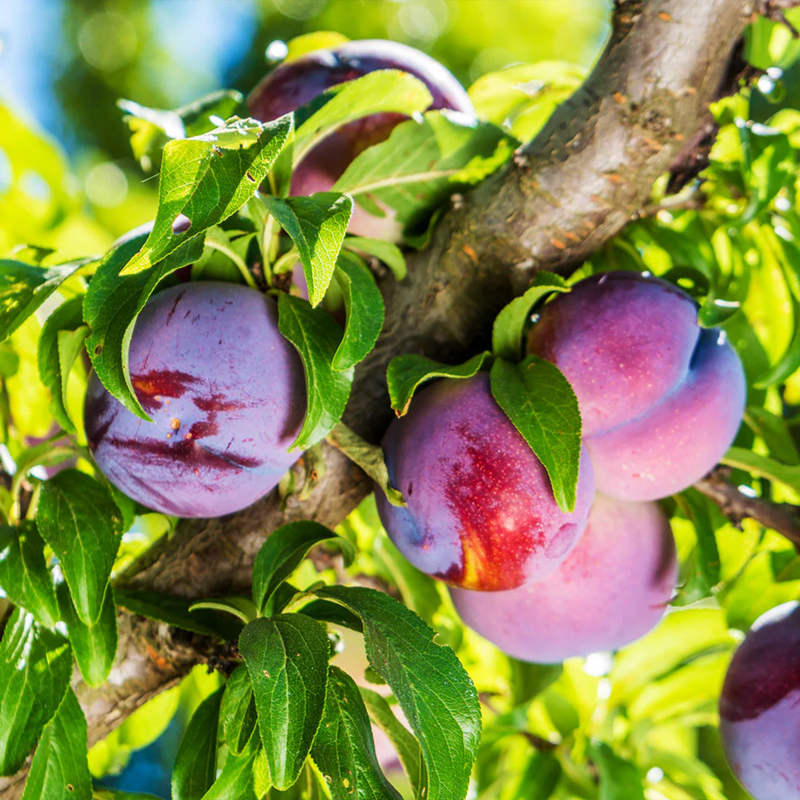 Santa rosa plum 2 feet (6)