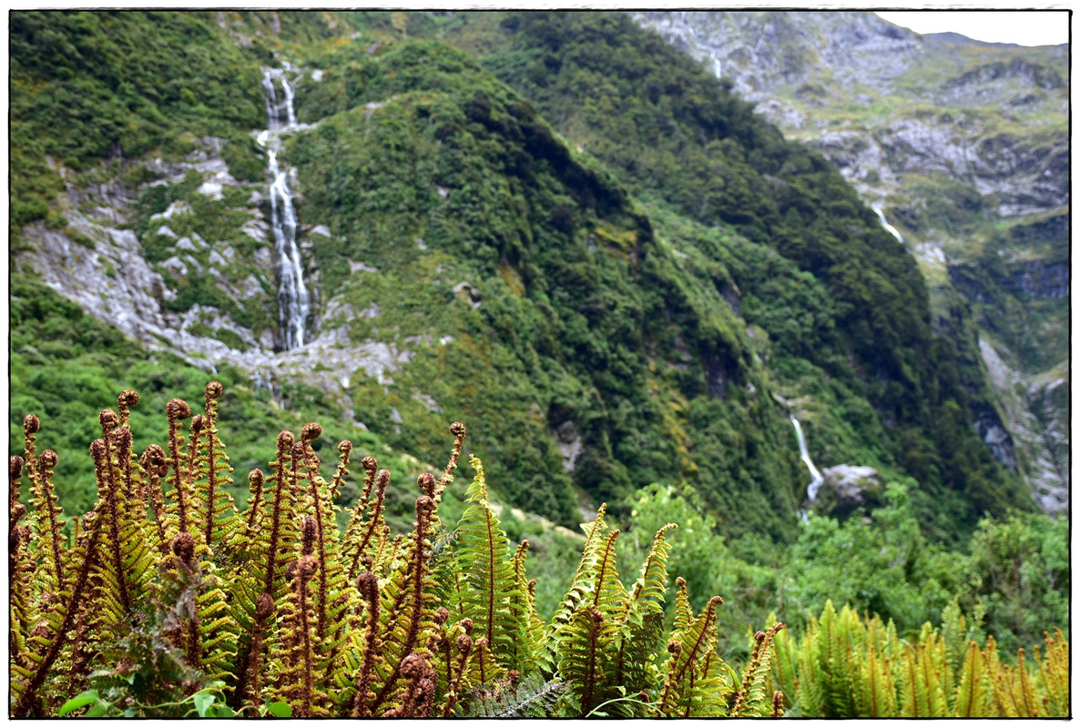 Fiordland NP: Milford Track (enero 2023) - Escapadas y rutas por la Nueva Zelanda menos conocida (22)