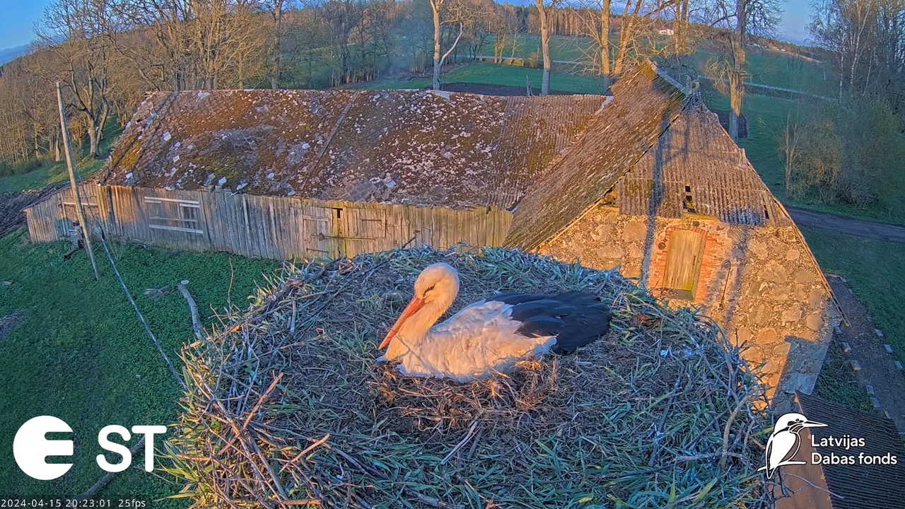 Baltie stārķi (Ciconia ciconia) Tukuma novadā - LDF tiešraide __ White storks in Tukums, Latvia 16-5