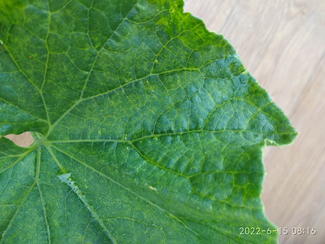 IMG_20220615_081622_BURST1