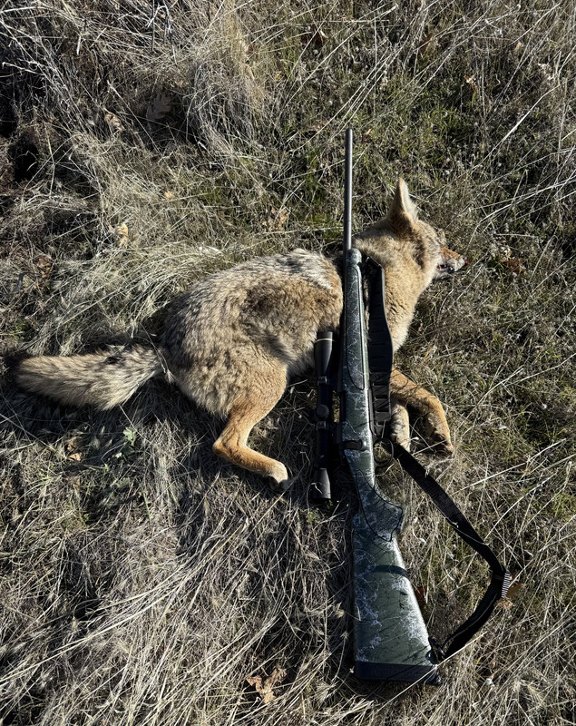 Coyote with 204, 39 gr Sierra