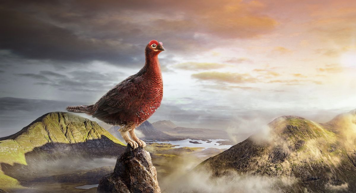 Medium-ALL-SEASON-Grouse-on-rock-landsca