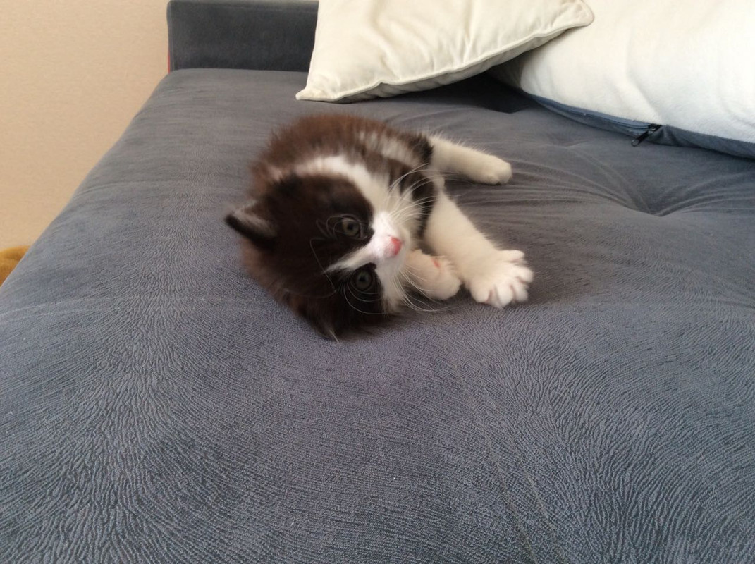 IMG-b856b37ef2b09811ed46d875172d6fc5-V