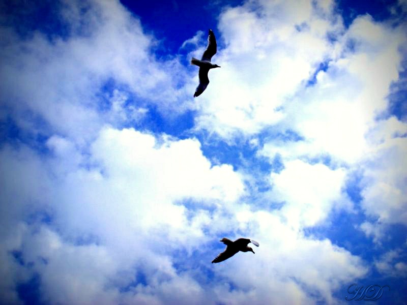 sky-birds-HD.jpg