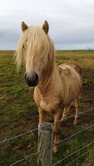 DÍA 3 HOLT- ZONA DE VIK – KLAUSTUR - SUR DE ISLANDIA EN 7 DÍAS (2)