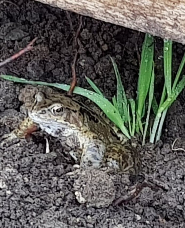 Toad