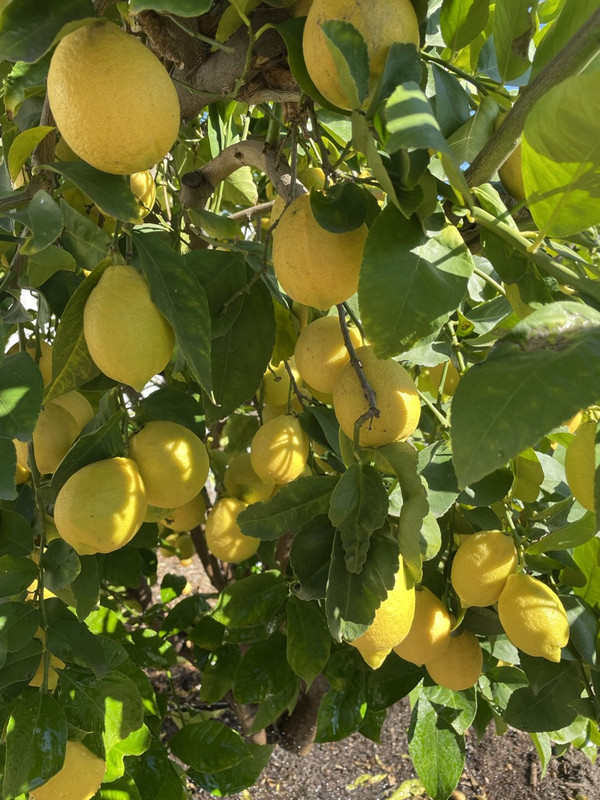 D754EBE2-437F-42A7-8BBE-4D89147F837F_1_105_c