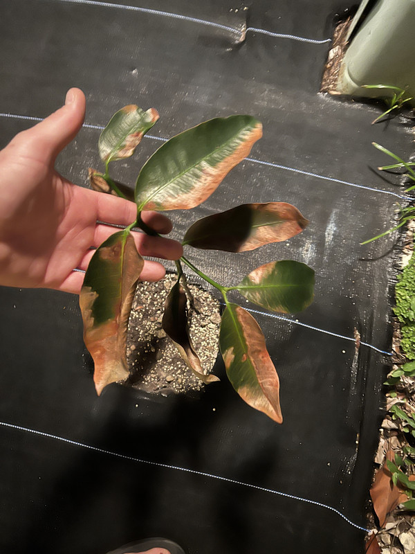 3345184A-449E-4193-9DCC-6765A170DA2C