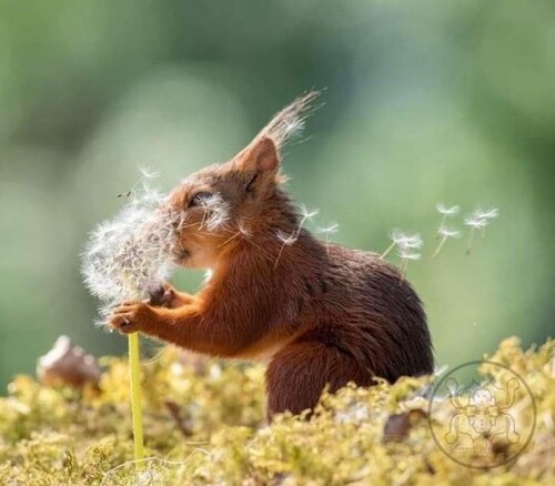 Dandelion-Squirrel