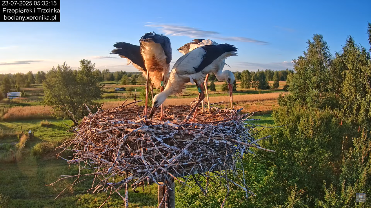 23072025bociany12