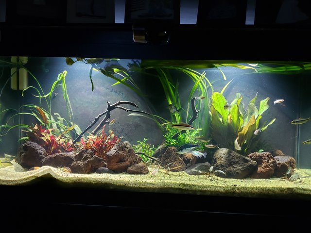 If you're into LED floodlights... | The Planted Tank Forum
