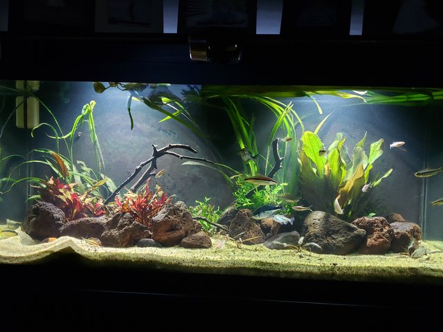 If you re into LED floodlights The Planted Tank Forum