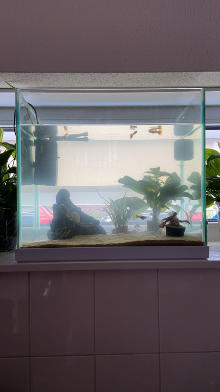 6853FFED-07DB-4C16-9AC8-295D19FF6DB9