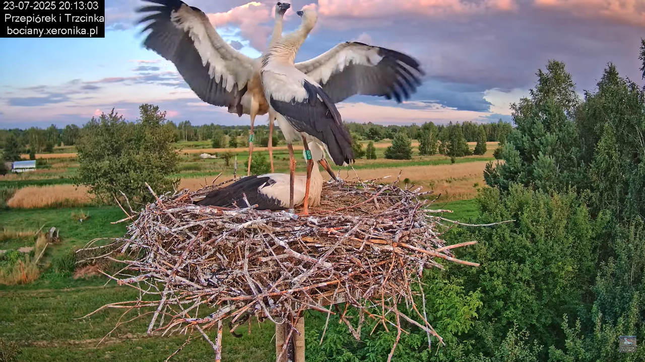 23072025bociany46