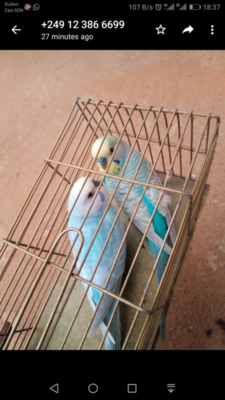 صورة