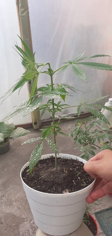 supermariakonchitacroping15ago