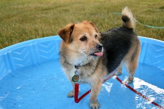 dog in kiddie pool