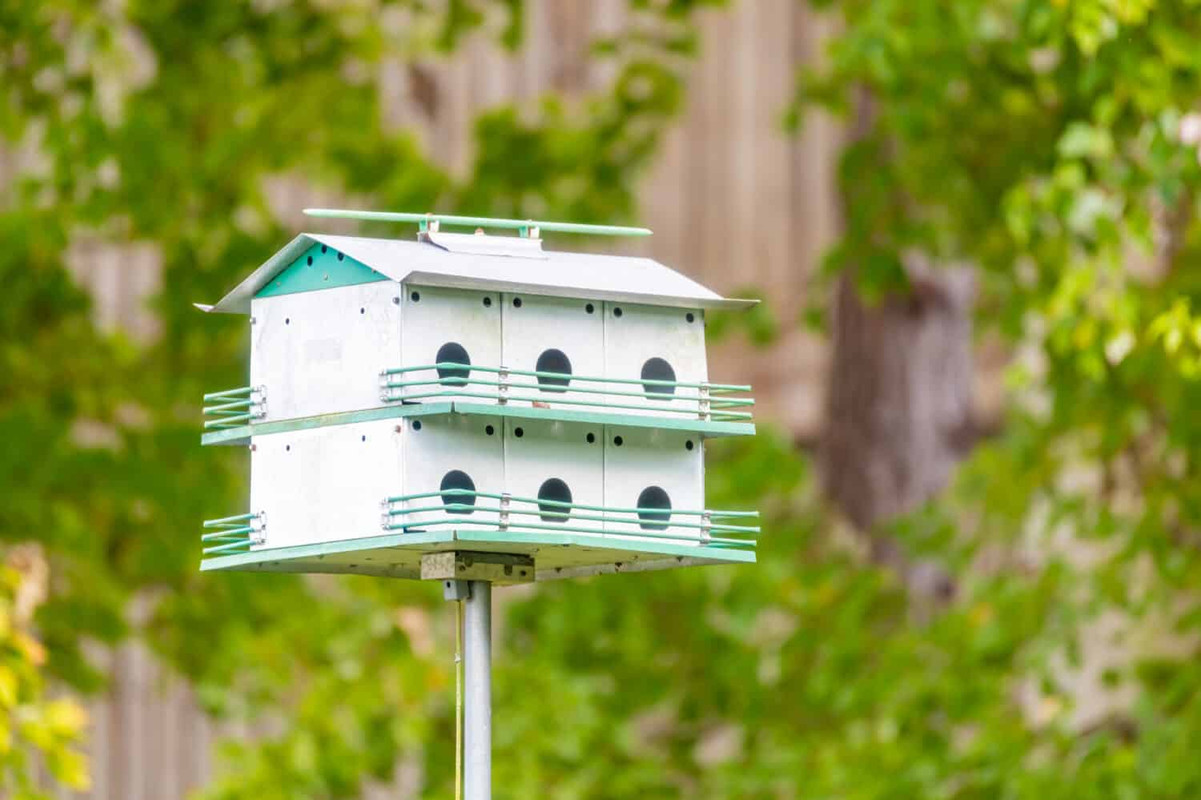 Best Place To Put A Purple Martin House