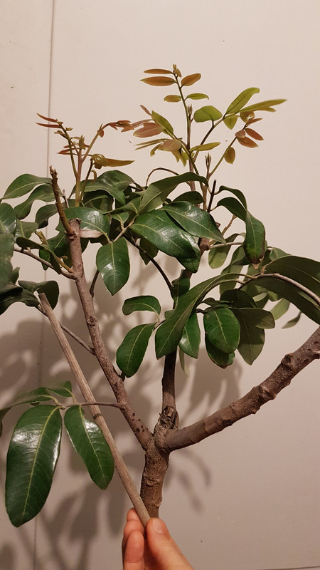 longan 2