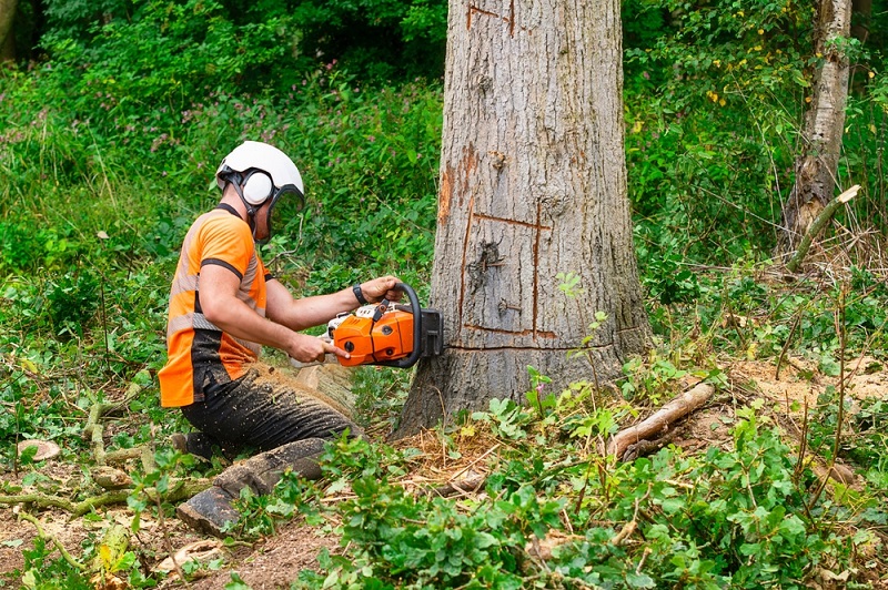 tree removal service