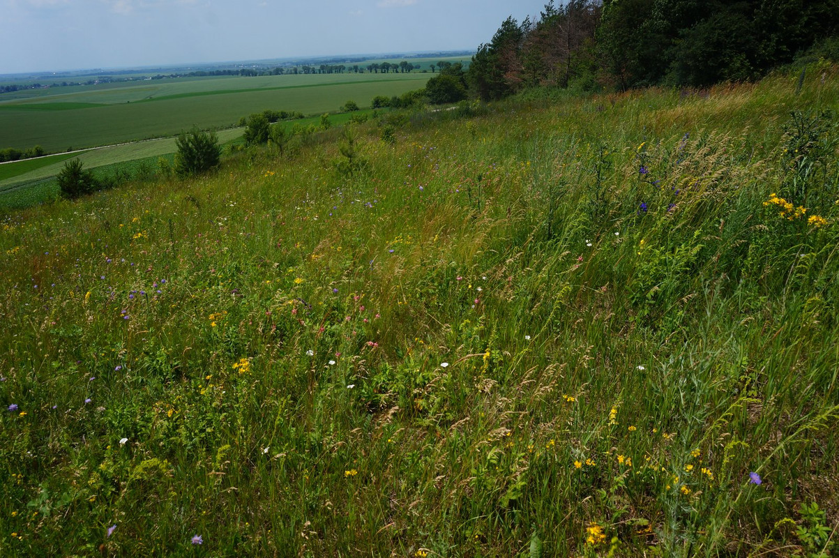 61-246-5005_скалатська_степова_ділянка